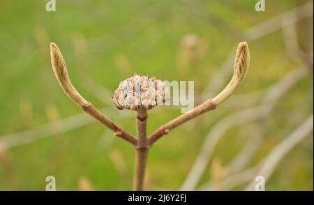 Wayfaring Tree Buds ouverture au printemps Viburnum Lantana Banque D'Images