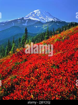 Les champs de Huckleberry sous Mt. Rainier à Mt. Parc national de Rainier, Washington Banque D'Images