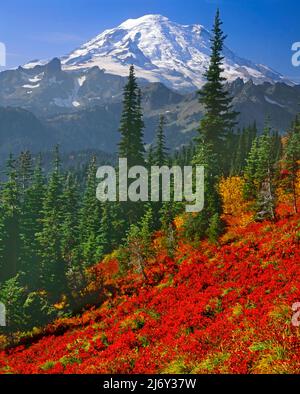 Les champs de Huckleberry sous Mt. Rainier à Mt. Parc national de Rainier, Washington Banque D'Images