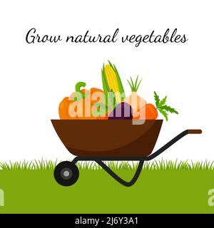 Une brouette de jardin pleine de légumes, citrouille, maïs, carottes, betteraves. Le concept de cultiver vos propres légumes naturels, biologiques, jardinage. Couleur Illustration de Vecteur