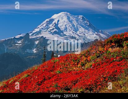 Les champs de Huckleberry sous Mt. Rainier à Mt. Parc national de Rainier, Washington Banque D'Images