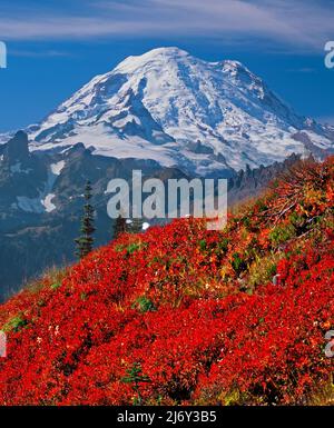 Les champs de Huckleberry sous Mt. Rainier à Mt. Parc national de Rainier, Washington Banque D'Images