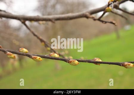 Macro gros plan de Hackberry Tree Buds se préparer à ouvrir au printemps Celtis occidentalis Banque D'Images