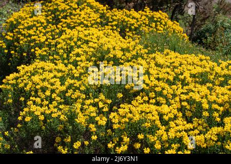 Genista hispanica subsp. Occidentalis, balai espagnol ou plantes de gorge ou d'anlaga avec abondance de fleurs jaune vif Banque D'Images