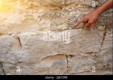 Matera, Basilicate, Italie.août 2021. Détail d'une coquille fossile dans un mur de la vieille ville. Copier l'espace. Banque D'Images