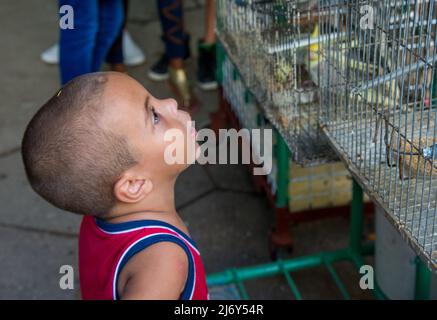 9 janvier 2016 - la Havane, Cuba: Un jeune garçon regarde dans une cage à oiseaux dans une rue de la Havane. (Rouleau Liz) Banque D'Images