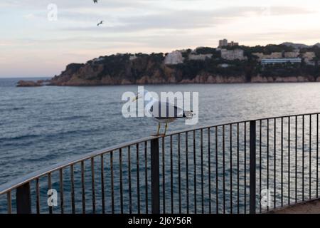 Mouette adulte se reposant très près d'une falaise dans la mer Méditerranée. Banque D'Images