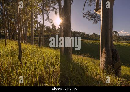 Scène d'automne luxuriante le long de Bucketts Way près de Gloucester, Nouvelle-Galles du Sud, Australie Banque D'Images