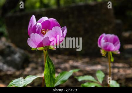 Paeonia broteri Boiss & Reuter est une espèce de pivoine vivace et herbacée. C'est une espèce endémique de l'Espagne et du Portugal. Il porte une fleur rose-rose Banque D'Images