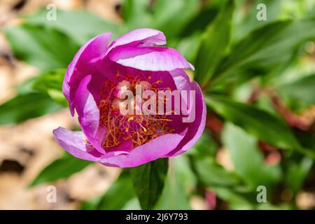 Paeonia broteri Boiss & Reuter est une espèce de pivoine vivace et herbacée. C'est une espèce endémique de l'Espagne et du Portugal. Il porte une fleur rose-rose Banque D'Images