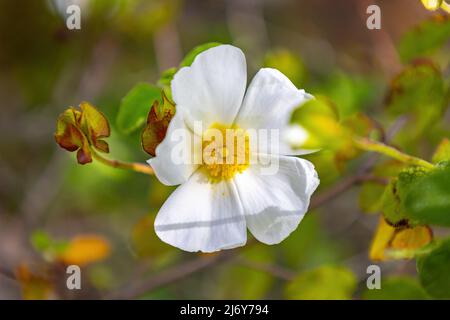 Le Cistus salviifolius, nom courant rosé à feuilles de sauge, le salvia cistus ou la rose de Gallipoli, est un arbuste de la famille des Cistaceae. Banque D'Images