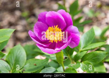 Paeonia broteri Boiss & Reut est une espèce de pivoine vivace et herbacée. C'est une espèce endémique de l'Espagne et du Portugal. Il porte des fleurs roses Banque D'Images