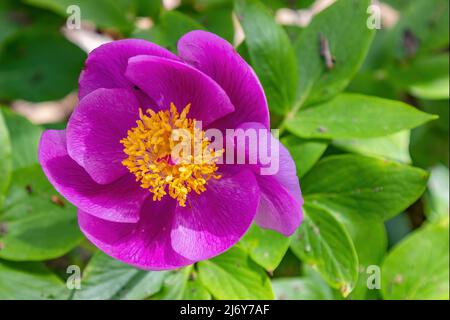 Paeonia broteri Boiss & Reut est une espèce de pivoine vivace et herbacée. C'est une espèce endémique de l'Espagne et du Portugal. Il porte des fleurs roses Banque D'Images