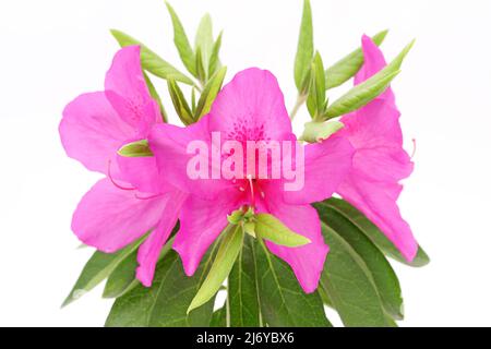 photo d'une fleur rose azalée en fleurs isolée sur fond blanc Banque D'Images