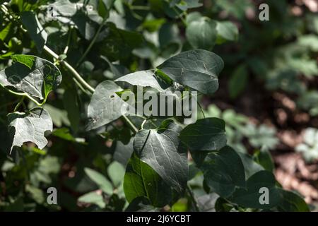 Image d'un foyer sur la feuille de sarsaparaille, également appelée smilax commun. Smilax aspera, avec les noms communs smilax, Bindweed rugueux, sarsaparaille, et Banque D'Images