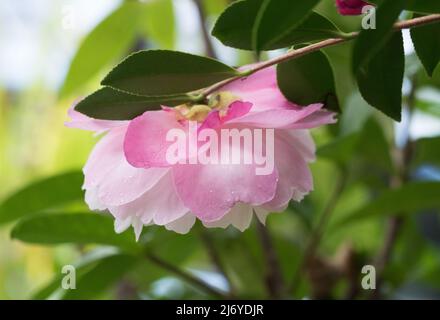 Fleurs dans le jardin, fleur rose de Camellia sasanqua, belle sous la pluie, fraîche, humide avec des gouttes d'eau sur des pétales délicats et des feuilles vertes Banque D'Images