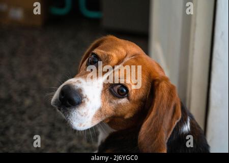 Joli beagle avec un visage sérieux regardant la caméra. Portrait d'un chien charmant Banque D'Images