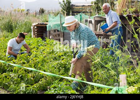 La famille travaille dans le jardin.Une femme creuse des pommes de terre Banque D'Images