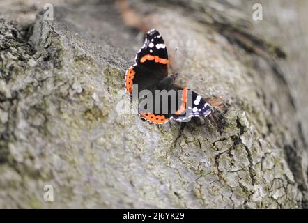 Un papillon Vanessa atalanta avec des ailes ouvertes est assis sur l'arbre et à la recherche d'insectes Banque D'Images