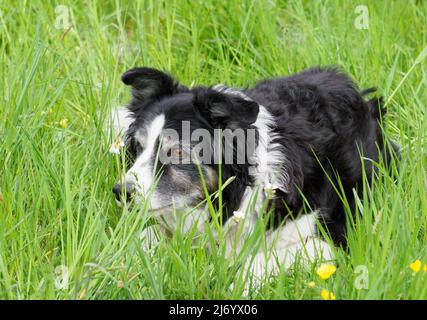 04 mai 2022, Brandebourg, Potsdam: Frontière Collie Julie est couché dans l'herbe sur un pré. Un chien de cette race est souvent utilisé pour le troupeau de moutons, mais devient également de plus en plus populaire en tant que chien de famille. Photo: Soeren Stache/dpa Banque D'Images