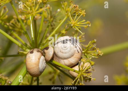 Gros plan de petits escargots de couleur claire avec des coquilles assises sur une plante fraîche de fenouil sauvage au printemps sur la Sicile. Banque D'Images