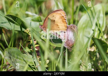 Petits papillons de santé dans une herbe Banque D'Images