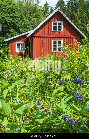 Fleurs Comfrey fleuries par un vieux cottage Banque D'Images