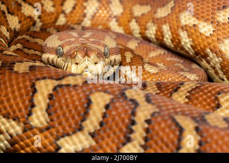 Python de tapis Centralien (Morelia bredli) Banque D'Images