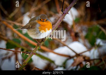 Vue avant horizontale d'un rouge-gorge européen avec des plumes soufflées, qui repose sur une branche et regarde directement dans la caméra en hiver. Banque D'Images