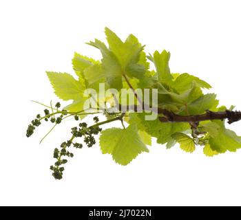 Viticulture de Gran Canaria - nouvelles pousses sur les plantes grimpantes, isolées sur blanc Banque D'Images