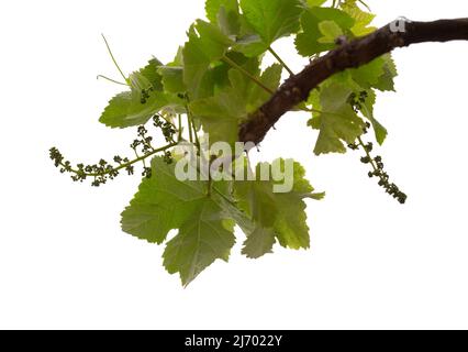 Viticulture de Gran Canaria - nouvelles pousses sur les plantes grimpantes, isolées sur blanc Banque D'Images