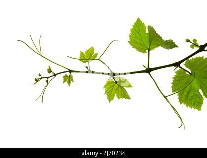 Viticulture de Gran Canaria - nouvelles pousses sur les plantes grimpantes, isolées sur blanc Banque D'Images