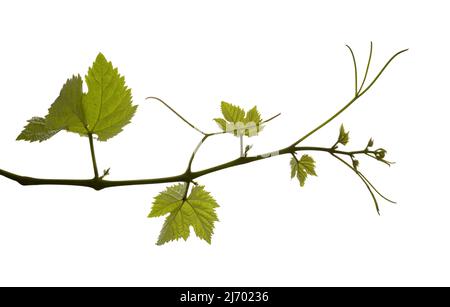 Viticulture de Gran Canaria - nouvelles pousses sur les plantes grimpantes, isolées sur blanc Banque D'Images