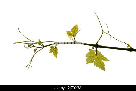 Viticulture de Gran Canaria - nouvelles pousses sur les plantes grimpantes, isolées sur blanc Banque D'Images