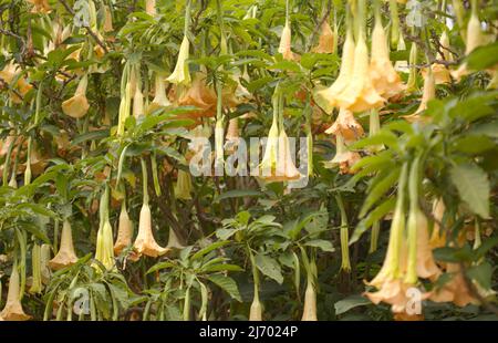 Grandes fleurs lourdes de Brugmansia, Angel trompette, fond macro floral naturel Banque D'Images