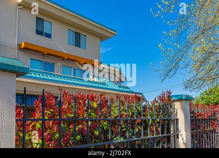 Détail de la clôture en fer avec des plantes du jardin. Clôture décorative en acier contre ciel bleu. Photo de rue, personne, mise au point sélective. Banque D'Images