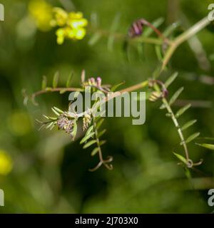 Flora of Gran Canaria - Vicia villosa, vesce velue, fond macro floral naturel Banque D'Images