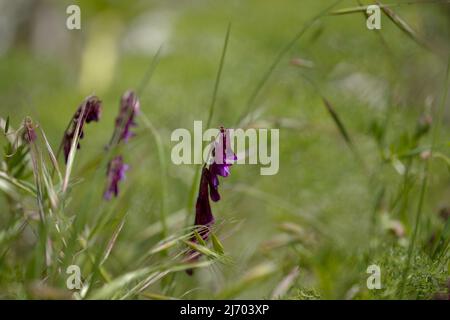 Flora of Gran Canaria - Vicia villosa, vesce velue, fond macro floral naturel Banque D'Images