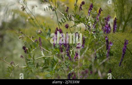 Flora of Gran Canaria - Vicia villosa, vesce velue, fond macro floral naturel Banque D'Images