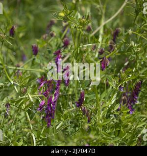 Flora of Gran Canaria - Vicia villosa, vesce velue, fond macro floral naturel Banque D'Images