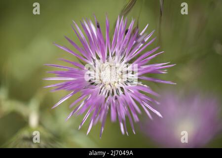 Flora of Gran Canaria - Galatites tomentosa, fond floral macro naturel Banque D'Images