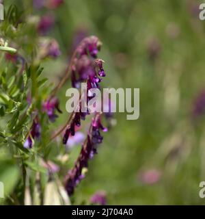 Flora of Gran Canaria - Vicia villosa, vesce velue, fond macro floral naturel Banque D'Images