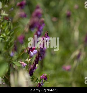 Flora of Gran Canaria - Vicia villosa, vesce velue, fond macro floral naturel Banque D'Images