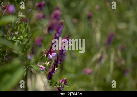 Flora of Gran Canaria - Vicia villosa, vesce velue, fond macro floral naturel Banque D'Images