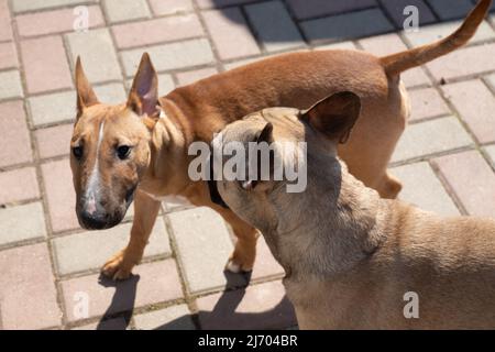 Deux chiens jouant dans l'arrière-cour à l'extérieur. Le taureau miniature rouge et le bouledogue français se blottir Banque D'Images