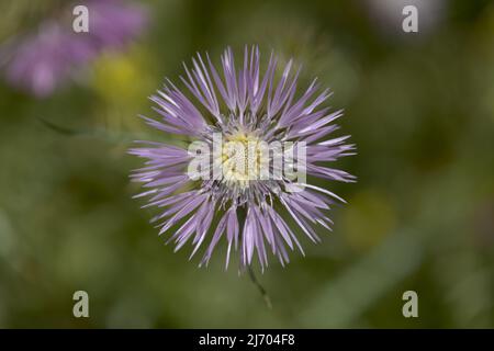 Flora of Gran Canaria - Galatites tomentosa, fond floral macro naturel Banque D'Images