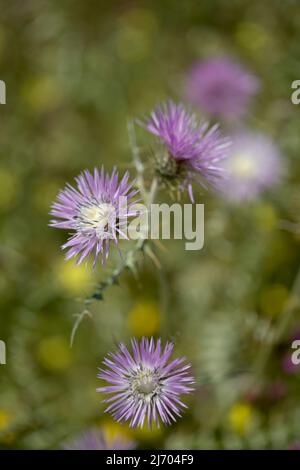 Flora of Gran Canaria - Galatites tomentosa, fond floral macro naturel Banque D'Images
