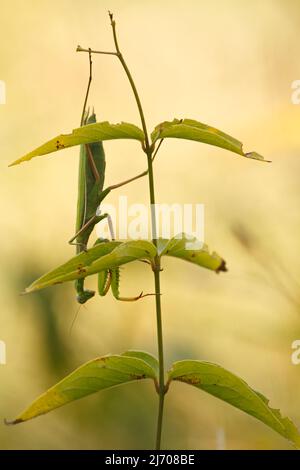 La mante de prière est suspendue tête vers le bas sur une fleur Banque D'Images