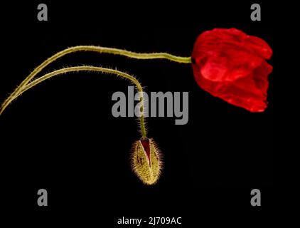 Flore de Gran Canaria - Papaver rhoeas, coquelicot commun isolé Banque D'Images