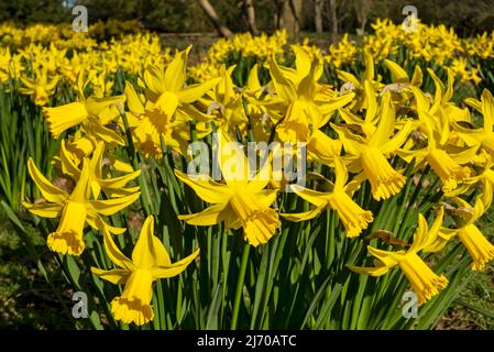 Gros plan des jonquilles jaunes narcissi fleurs fleur jonquille croissance dans un jardin au printemps Angleterre Royaume-Uni Grande-Bretagne GB Grande-Bretagne Banque D'Images